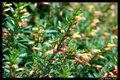 Flowers in the Wild II
