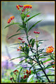 Flowers in the Wild III