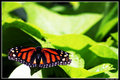 Butterfly on Green