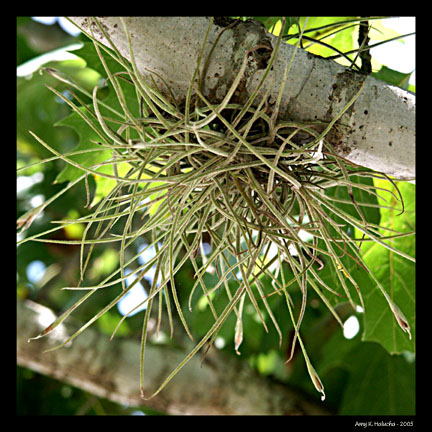 Air Plant