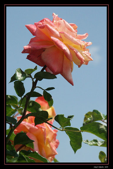 Rose in the Sky
