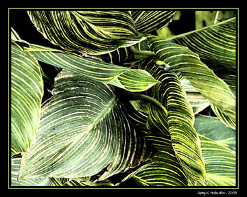 Leaves - art