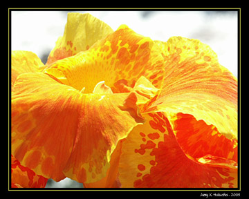 Yellow flower