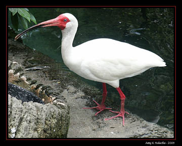 Stork 2