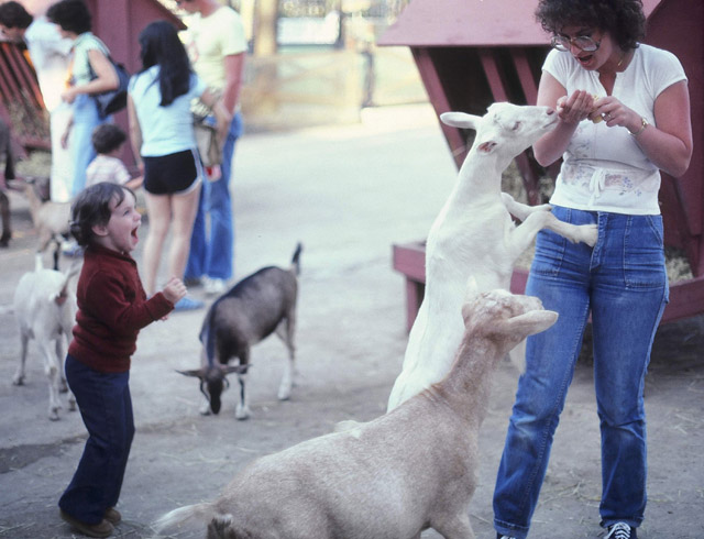 AmyGoatsweb.jpg