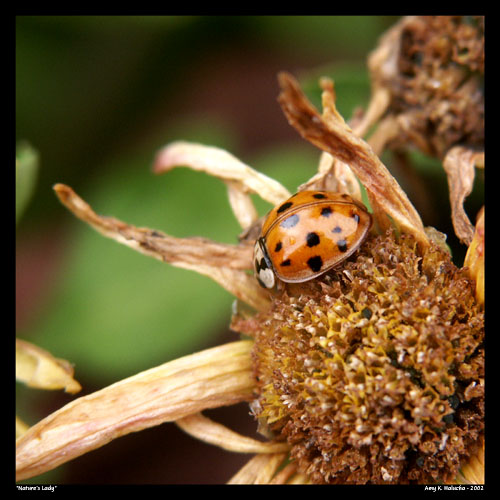 Nature's Lady