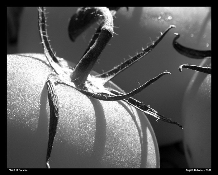 Fruit of the Vine
