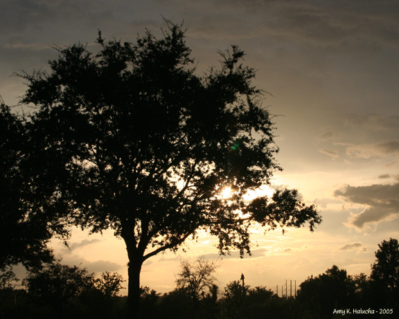 Amber Sky