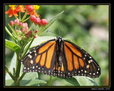 Monarch 2