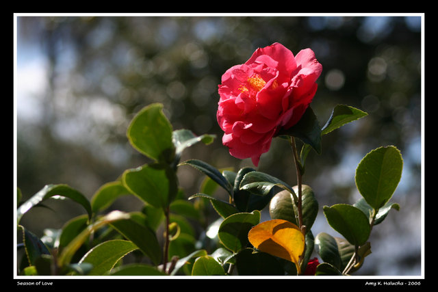 Season of Love