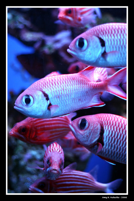 Tropical Fish