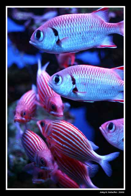 Tropical Fish 2