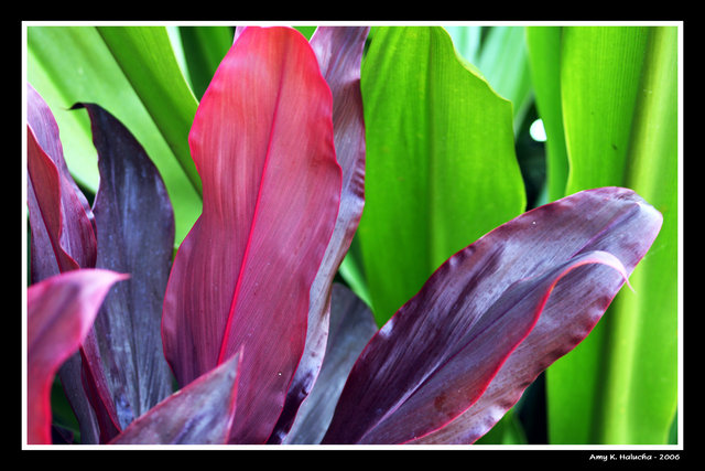 Tropical Leaves