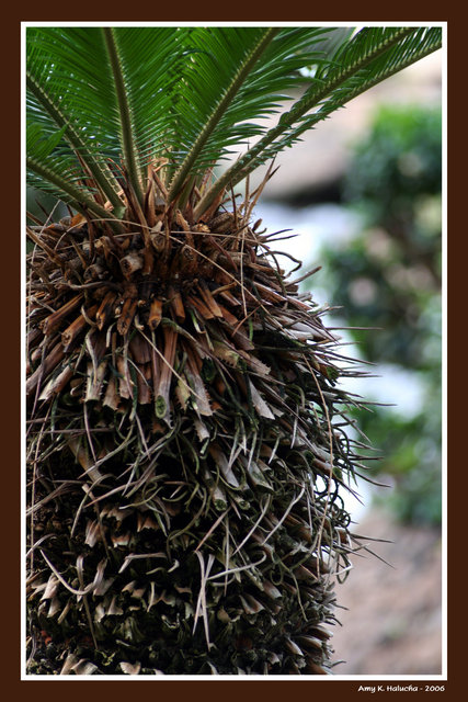 Palm