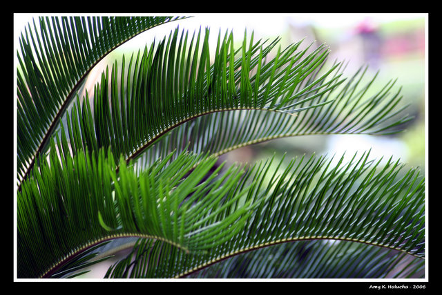Palm Frond