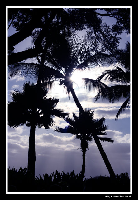 Tropical Evening