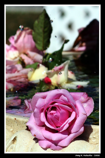 Pink Roses