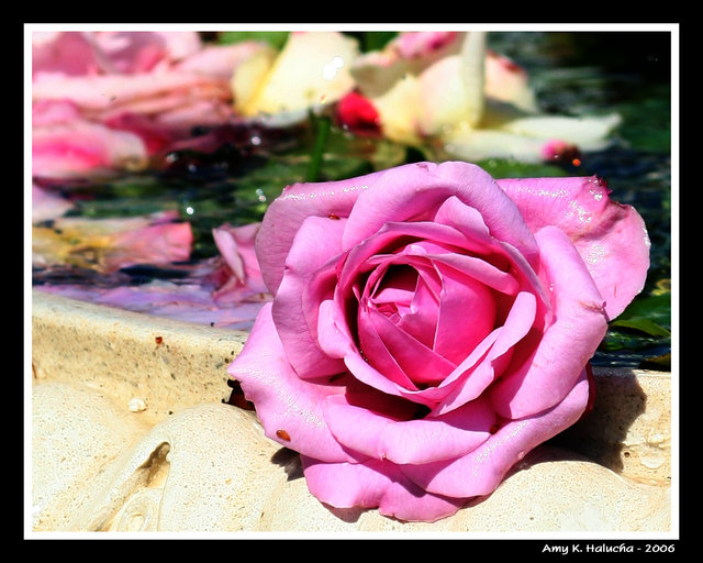Pink Rose