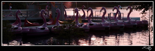 Flamingo Bay