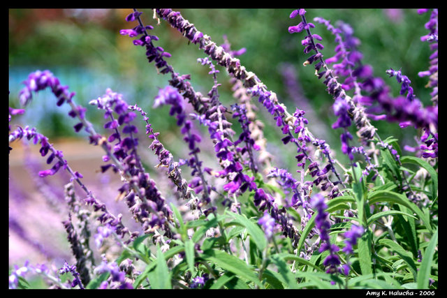 Flowers in the Wild