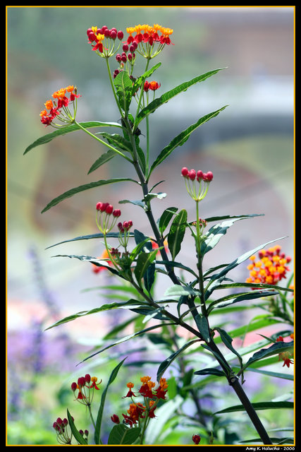 Flowers in the Wild III