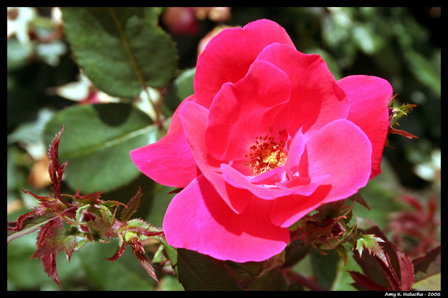 Nature's Beauty