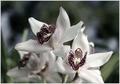 cymbidium orchid