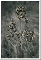 winter dried
