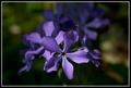 prairie phlox