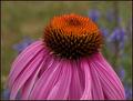 Purple Cone (Echinacea purpurea)
