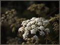 Queen Anne's Lace