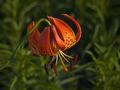 Turk's Cap (Lilium superbum)