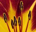 day lily detail......
