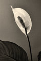 Peace Lily