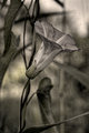 morning glory