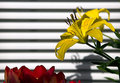 lily & tulip display
