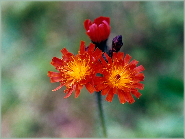 Orange Hawkweed (Hieracium aurantiacum)