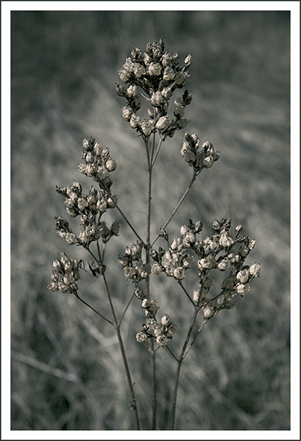 winter dried