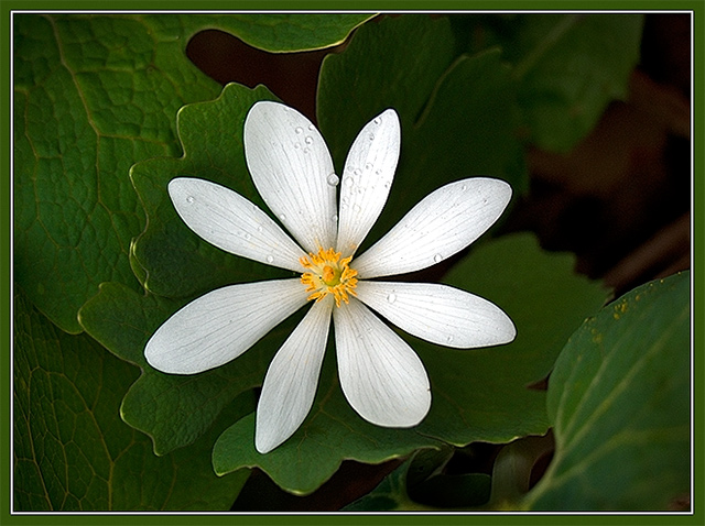 Bloodroot (Sanguinaria canadensis)