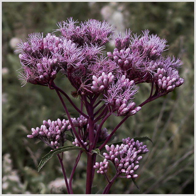 sweet joe pye weed