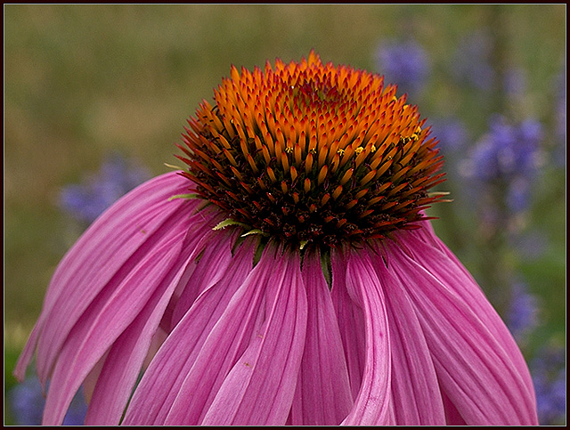 Purple Cone (Echinacea purpurea)