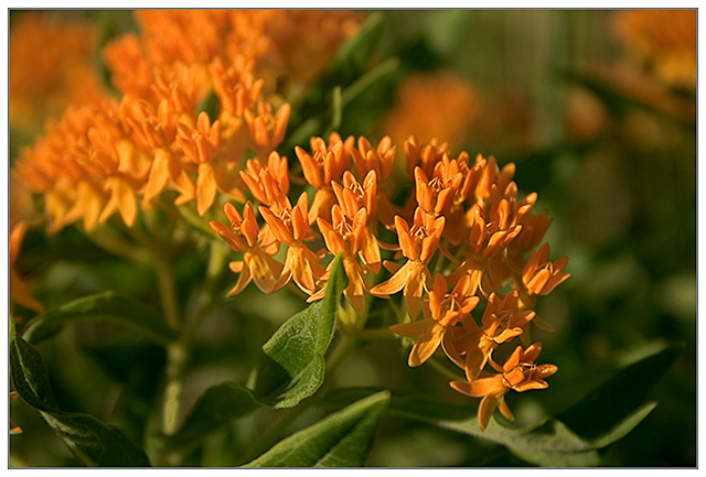 Butterfly Weed - Pleurisy Root (Asclepius tuberosa)