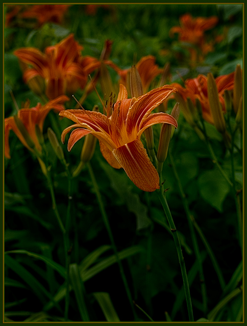 Tiger Lily (Lilium philadelphicum)