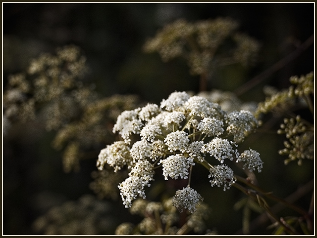 Queen Anne's Lace