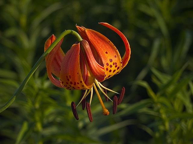 Turk's Cap (Lilium superbum)
