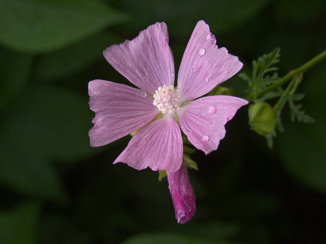 Mallow  (Malva  Alcea)