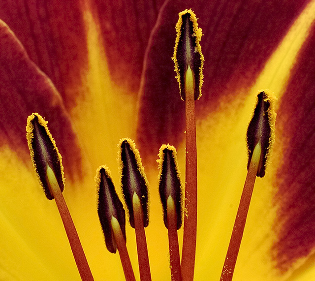 day lily detail......
