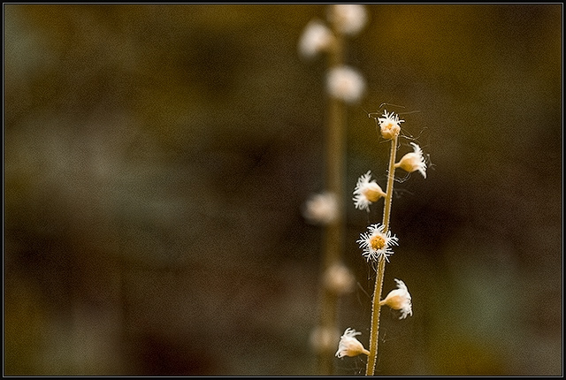 miterwort