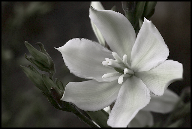 yucca