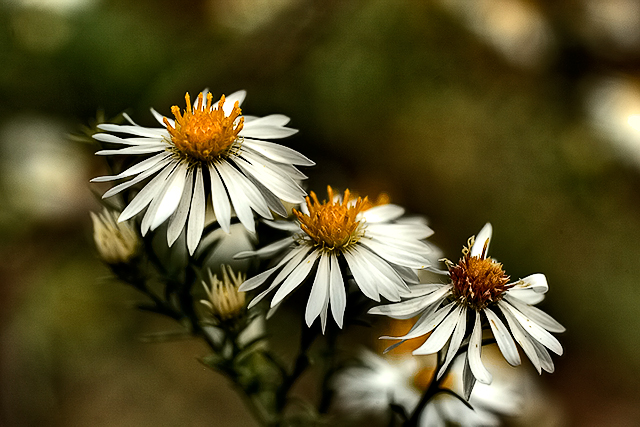 Asteraceae
